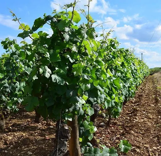 Lejlighed La Route Des Vins